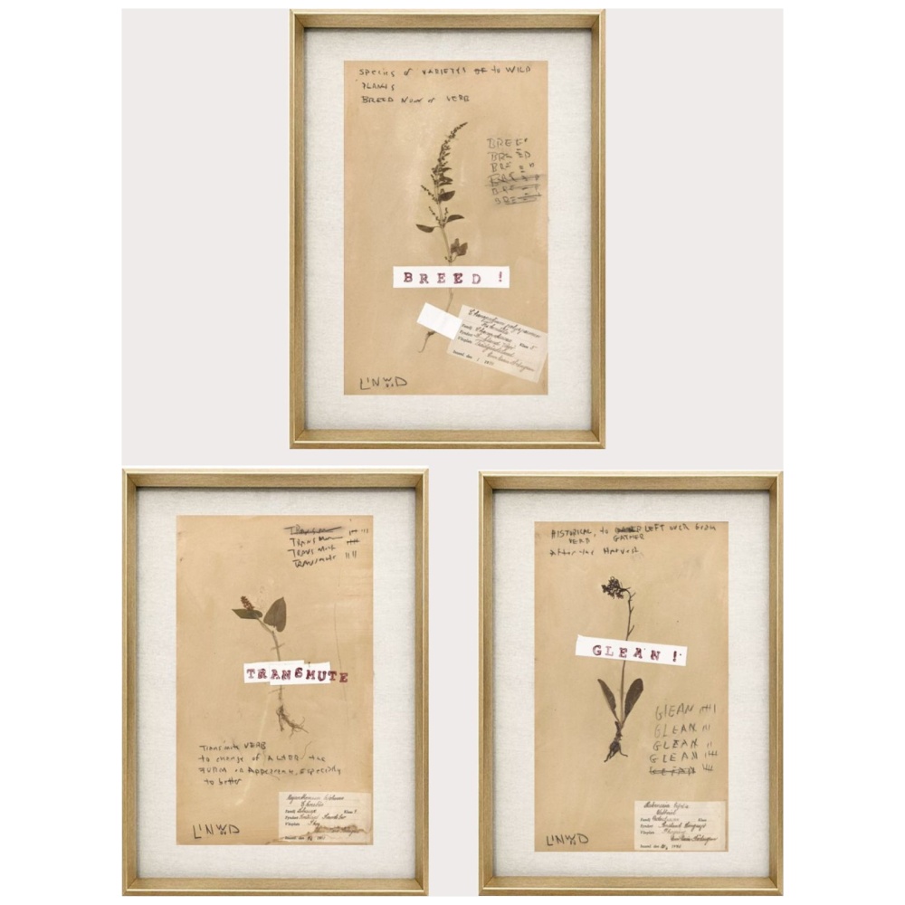 Pressed Herbs Series - Image 2