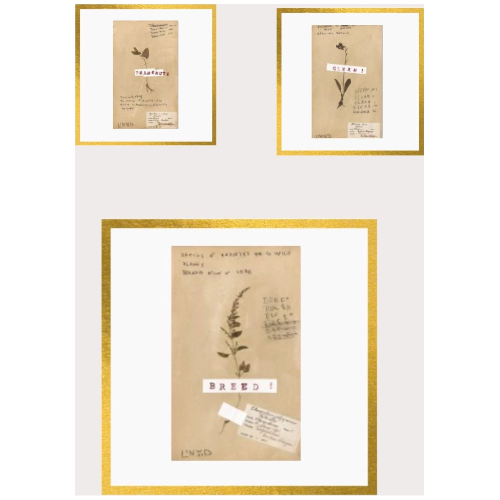 Pressed Herbs Series - Image 2