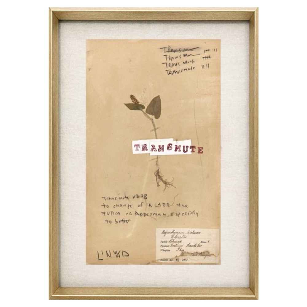 Pressed Herbs Series - Image 4